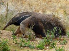 149 BIO PARC DE DOUE LA FONTAINE 4- 2016_000023